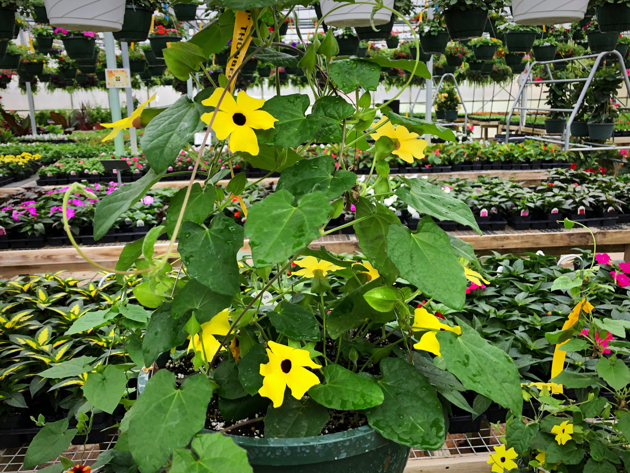 Black Eyed Susan Vine Hanging Basket