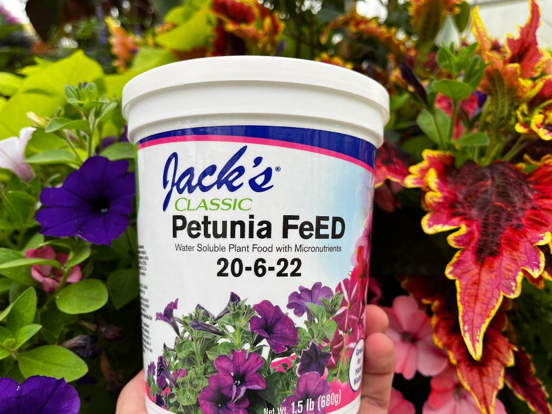 Jack’s Petunia Feed PotLuck Greenhouse